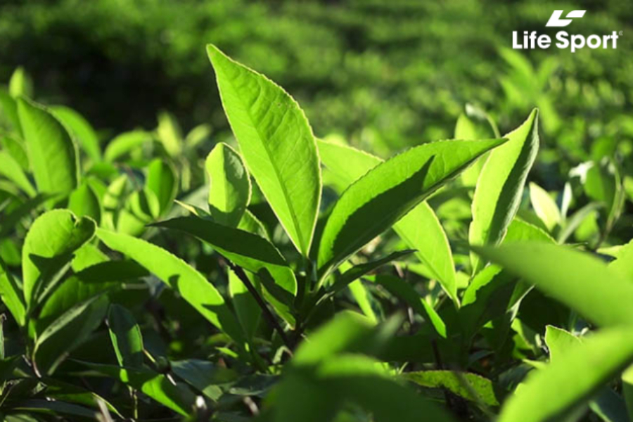 5 Loại thực phẩm tốt cho người mắc bệnh xương khớp 5-loai-thuc-pham-tot-cho-nguoi-mac-benh-xuong-khop-2