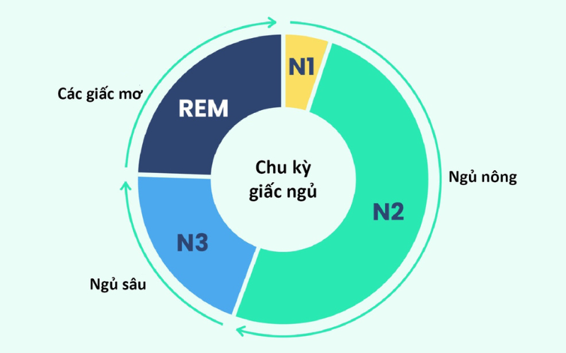 Các giai đoạn trong cơ chế giấc ngủ